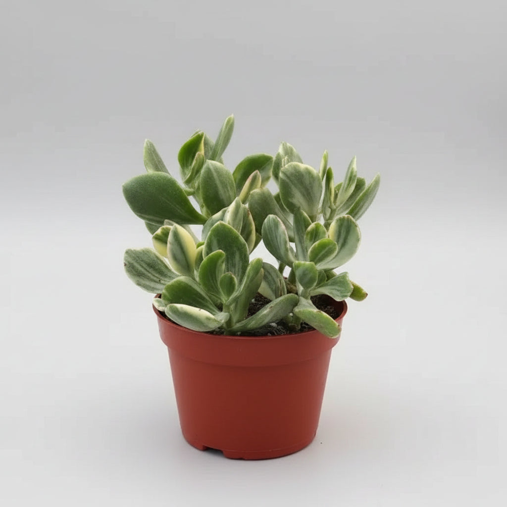 Assorted 4" Succulent