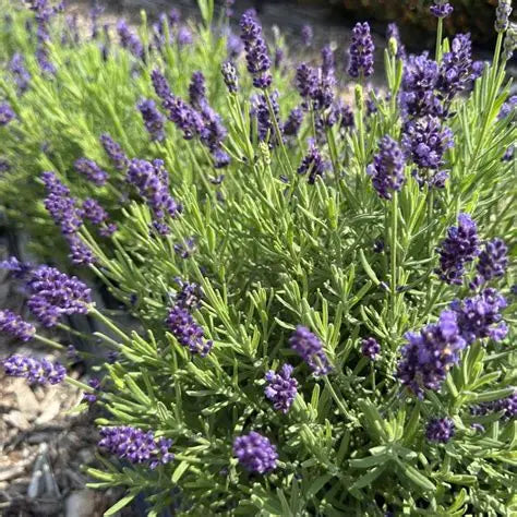 Lavender Eternal Elegance 1g
