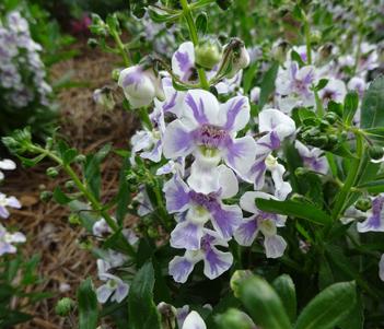 Angelonia Alonia Bicolor Violet 4"