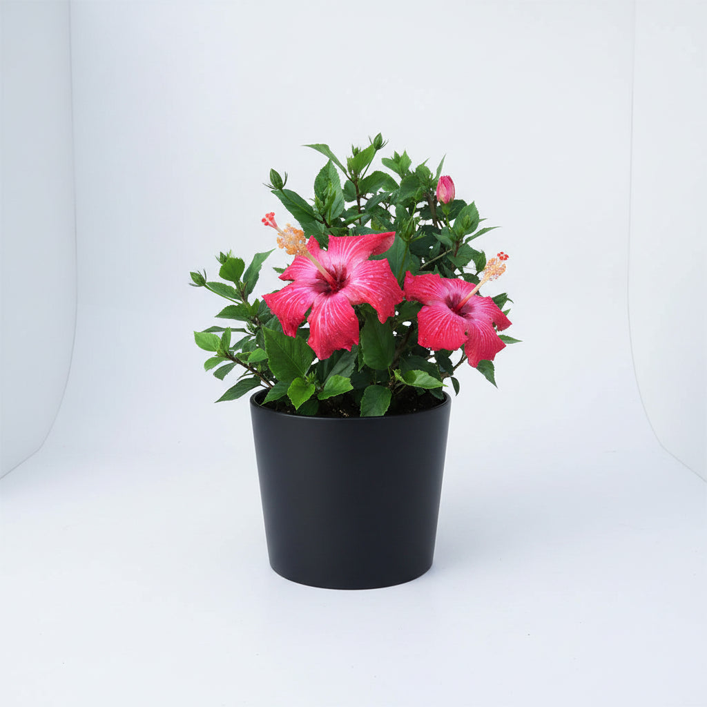 Hibiscus (1 Gallon)