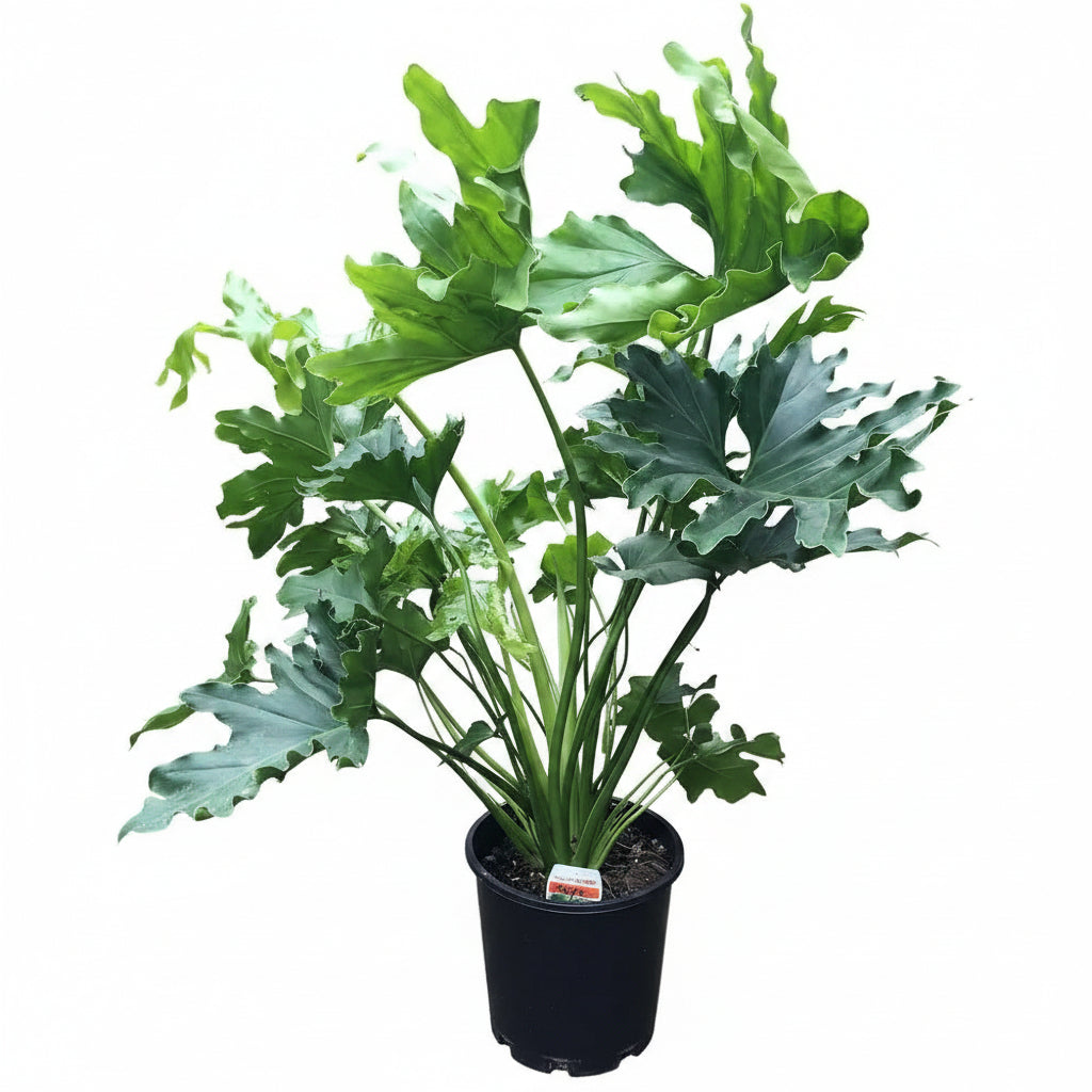 Split Leaf Philodendron – 3 Gallon