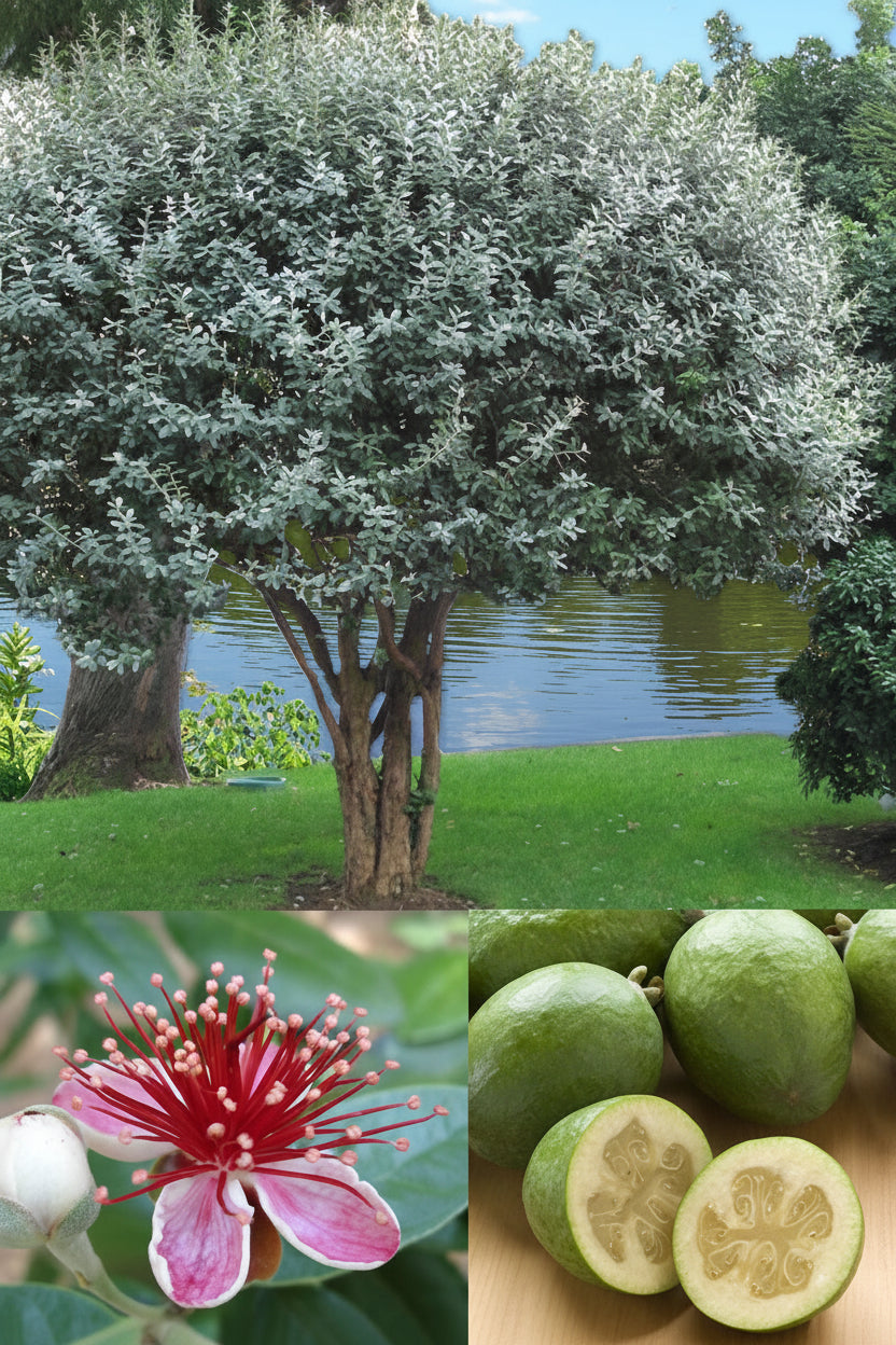 3 Gallon Pineapple Guava (Feijoa) 🍃🍍