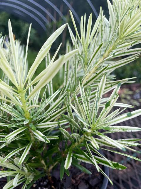 Roman Candle® Podocarpus – 3 Gallon