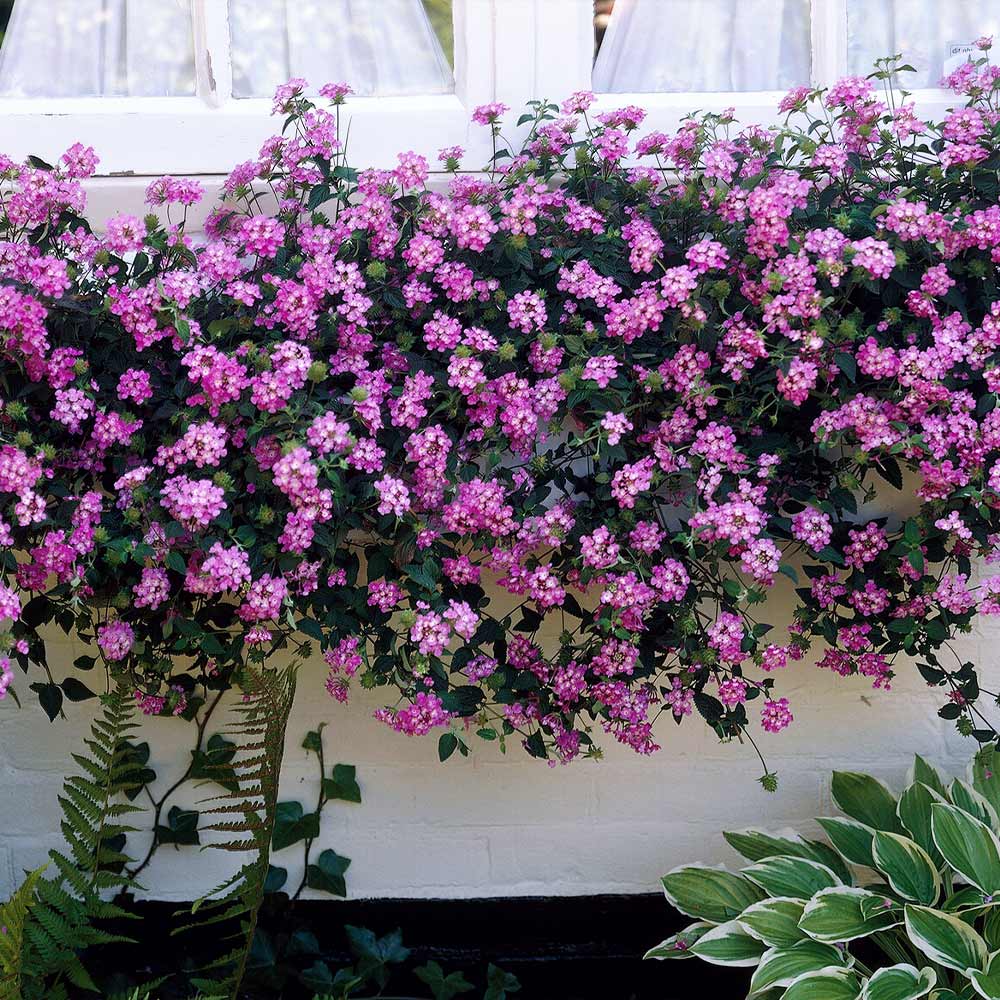 3 Gallon Lantana