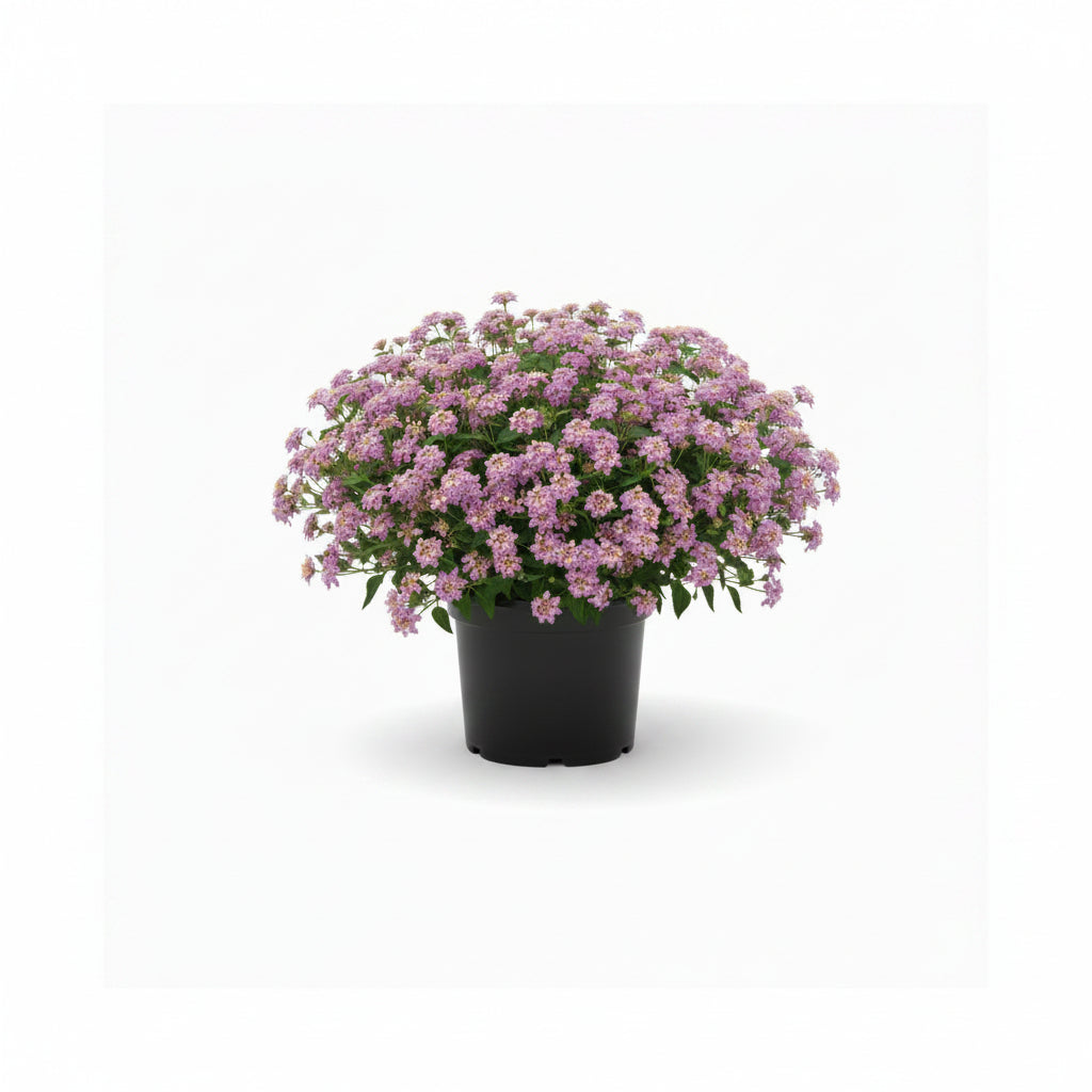 Lantana (3 Gallon)