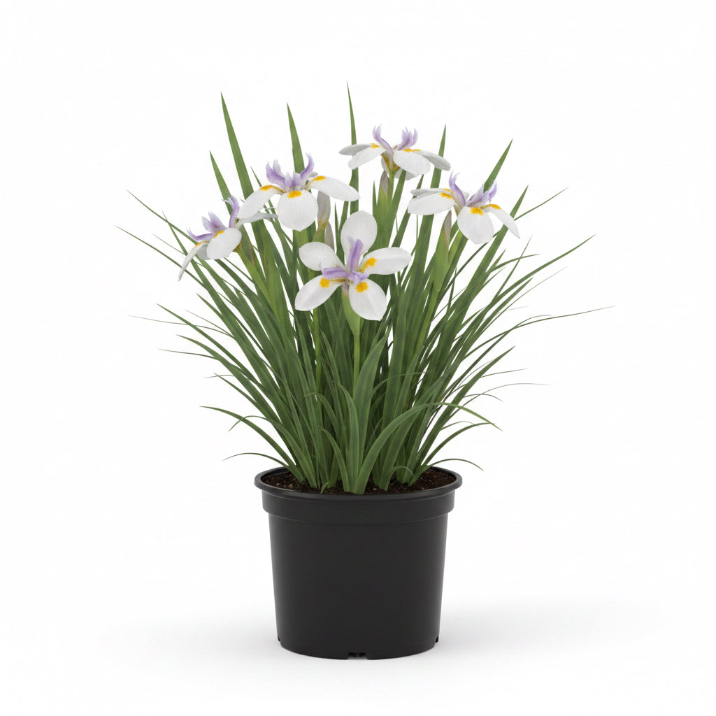 African Iris Variegated Milky Way (1 Gallon)