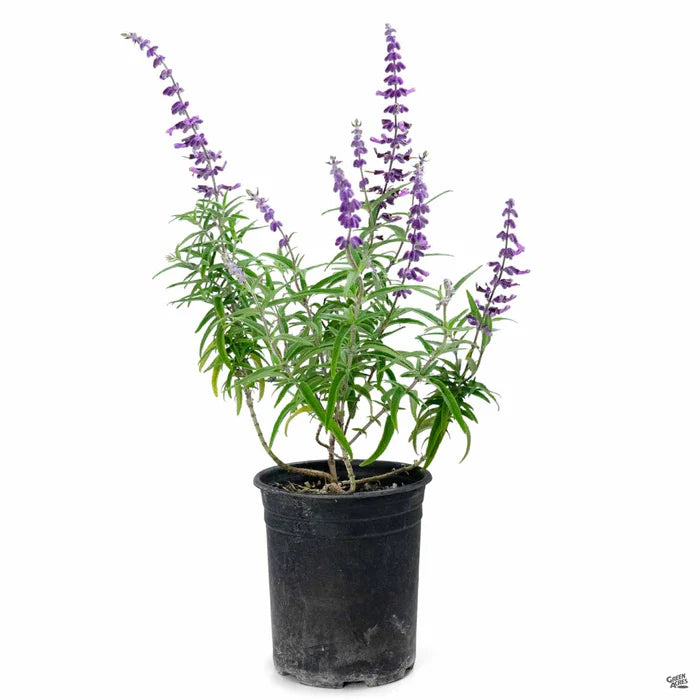 Salvia (Mexican Sage) - 1 Gallon (Salvia leucantha)