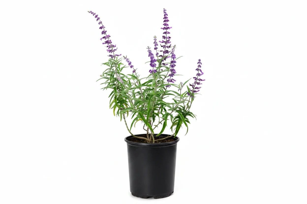 Salvia (Mexican Sage) - 1 Gallon (Salvia leucantha)