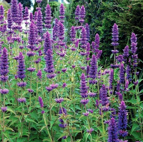 Agastache (1 Gallon)