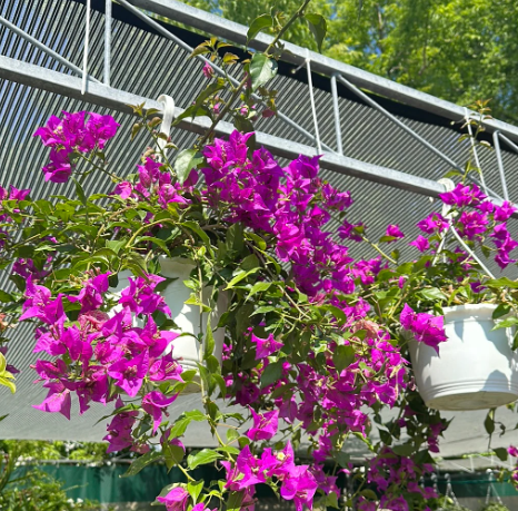 Bougainvillea Hanging Basket