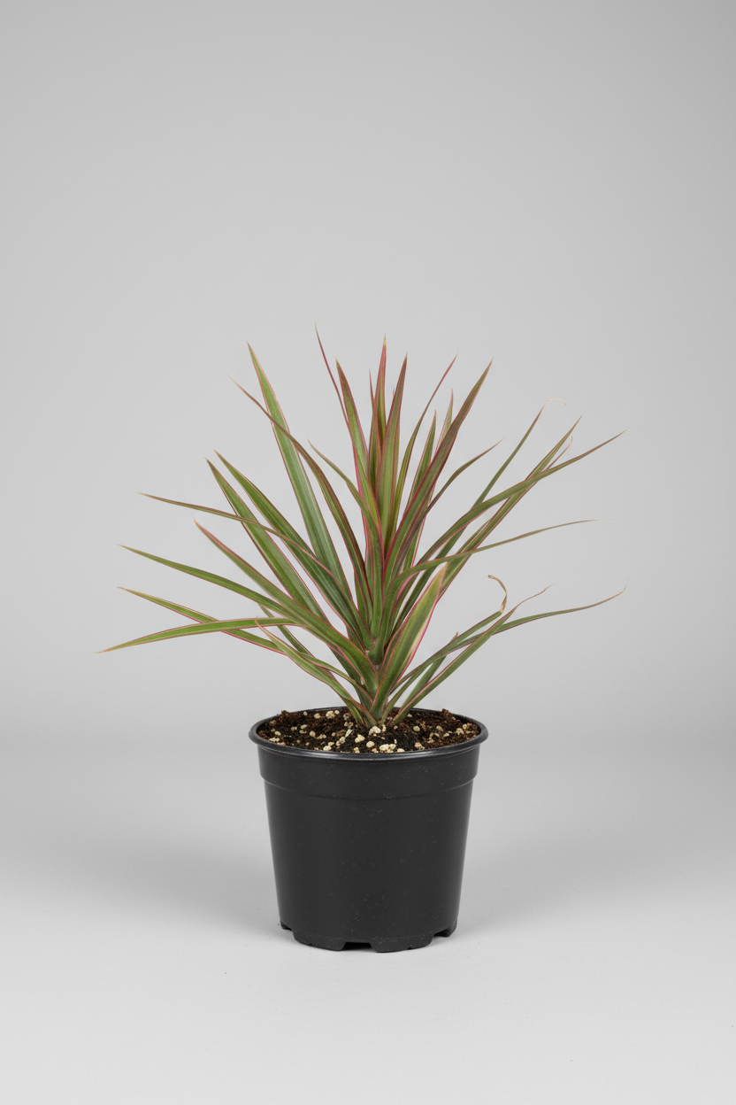 Draceana Spikes (4.5")