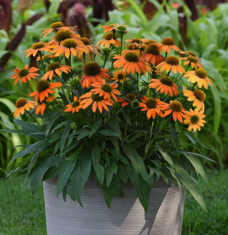Echinacea (12") Pot