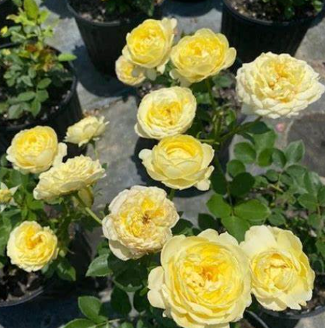 Yellow Thornless Roses (3 Gallon)
