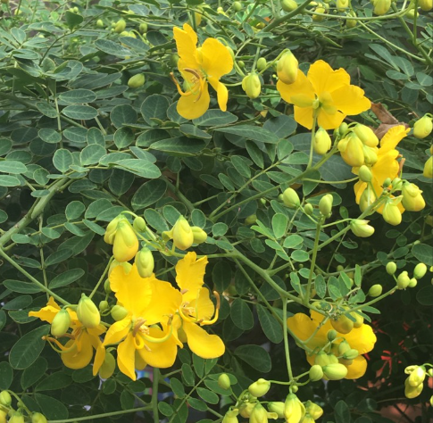 Cassia Bicapularis (3 Gallon)