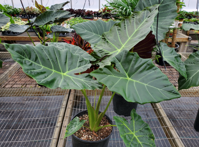Alocasia Mayan Mask (1 gal)