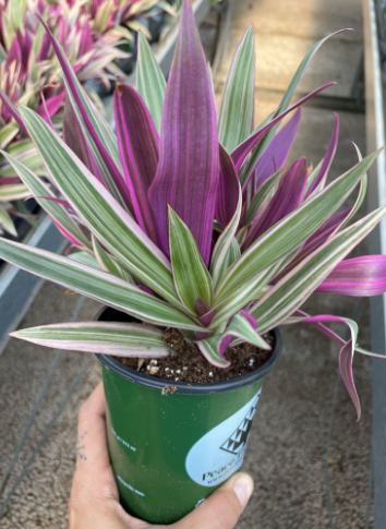 🌿 Rhoeo Tricolor – 4.5” Pot🌿
(A Bold Little Beauty with Southern Sass and Color to Spare)