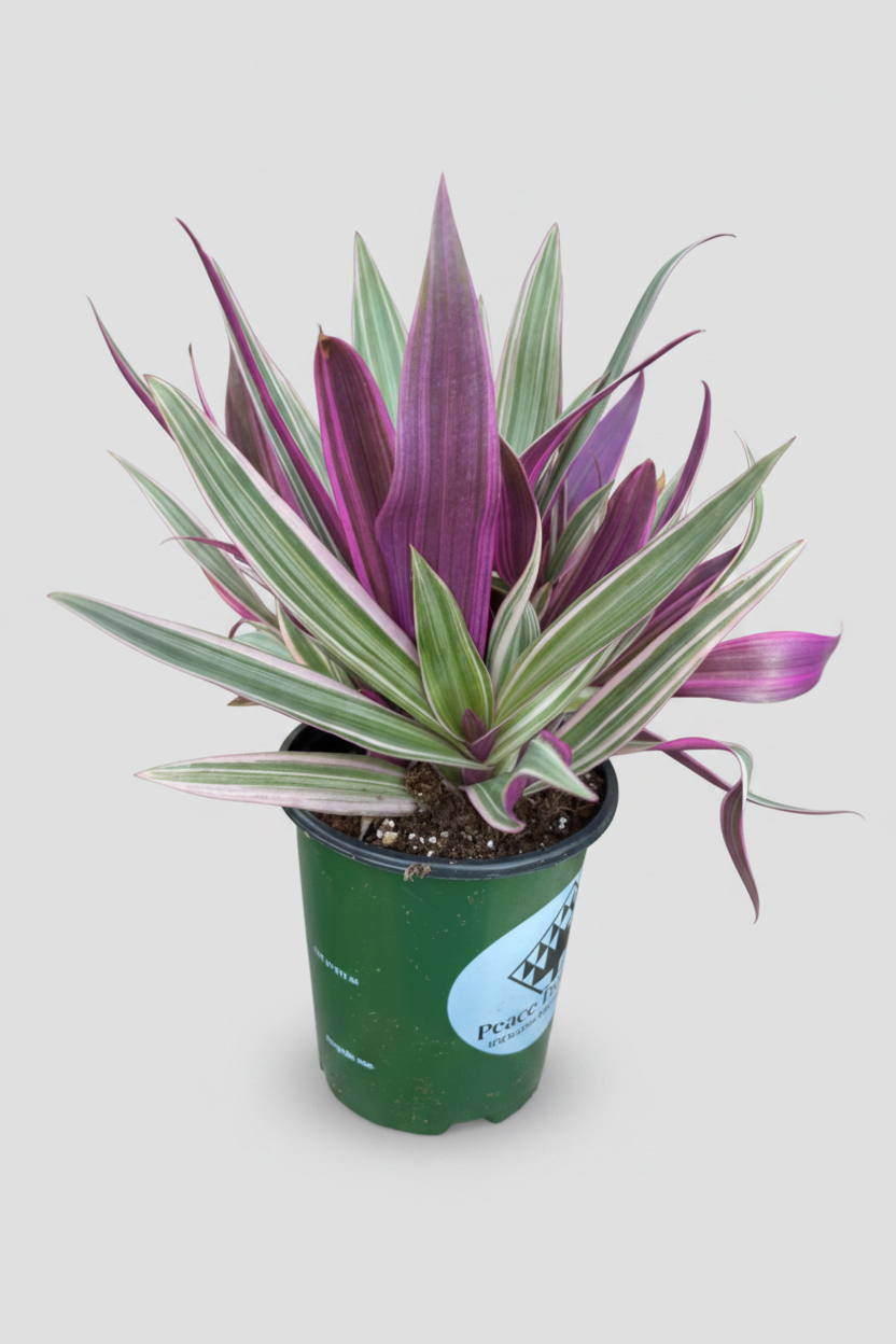 Rhoeo Tricolor – 4"