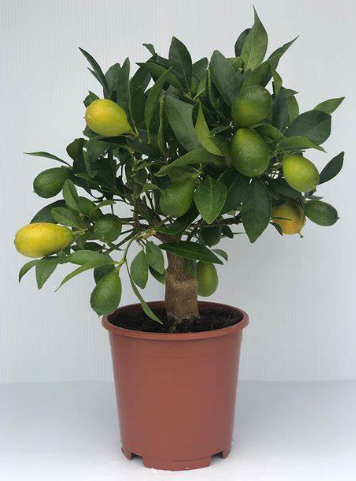 12" Citrus Key Limequat Standard