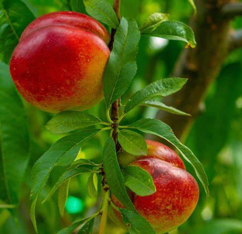 Nectarine Tree (7 Gallon) Sweet, Juicy & Full of Southern Sunshine