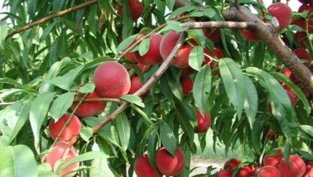 Nectarine Tree (7 Gallon) Sweet, Juicy & Full of Southern Sunshine