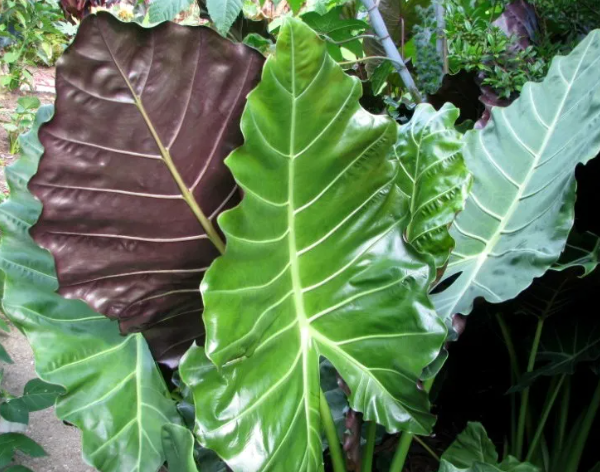 Alocasia Mayan Mask (1 gal)