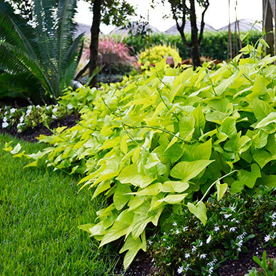 Sweet Potato Vine – Solar Power Lime (4")