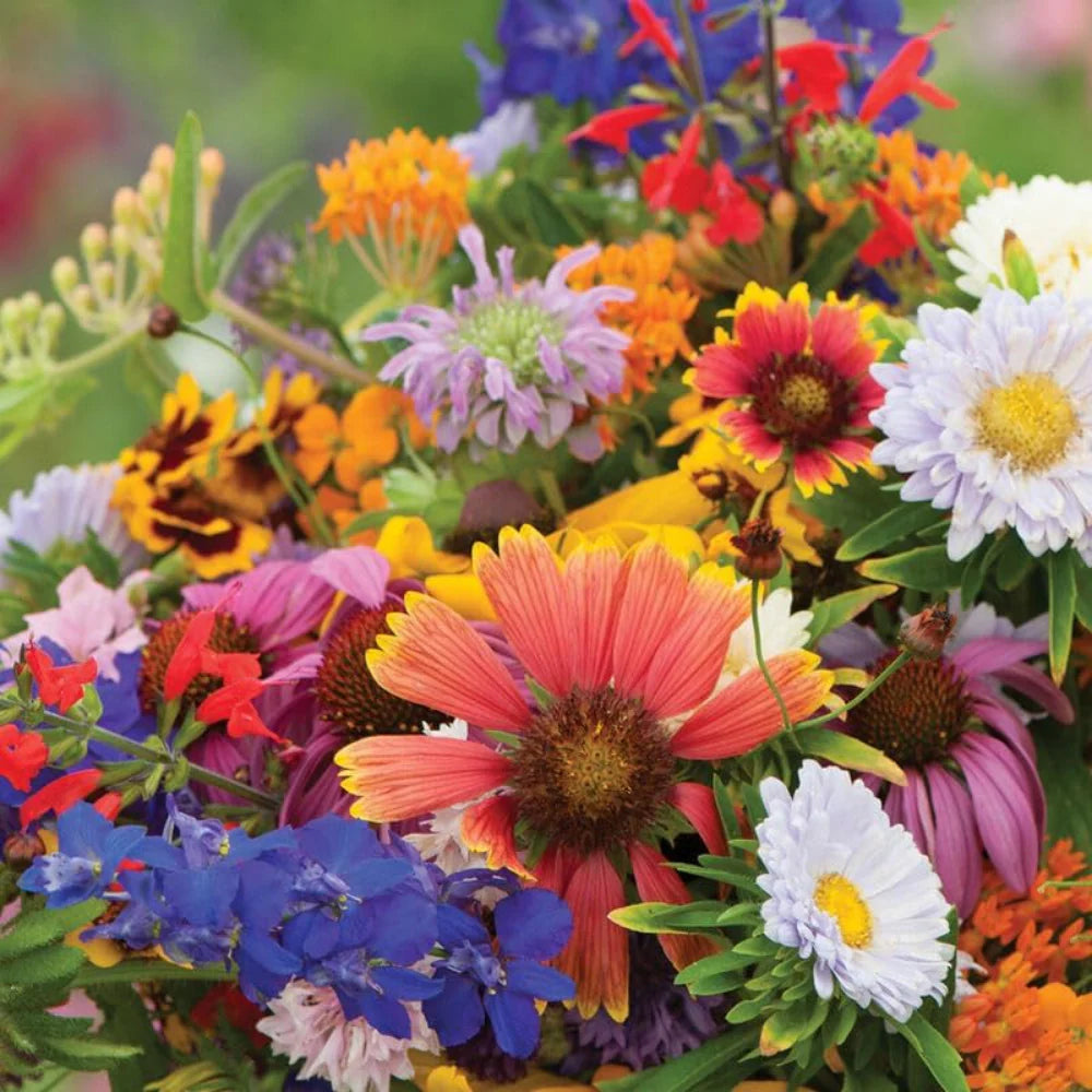 🌸 Mountain View Seeds® Wildflower Hummingbird & Butterfly Mix Invite color, movement, and pollinators into your garden.