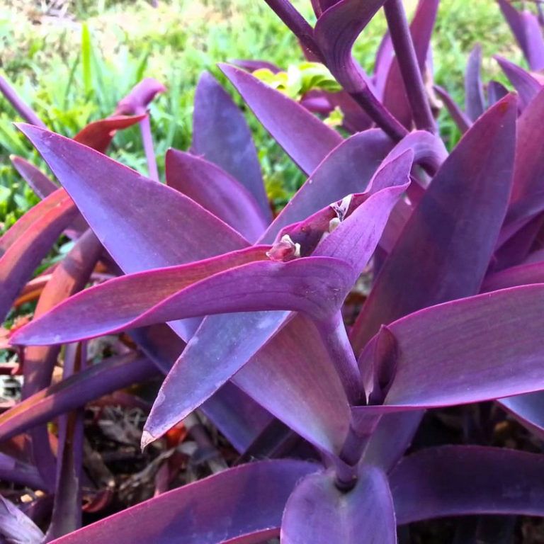Purple Queen (1 Gallon)
