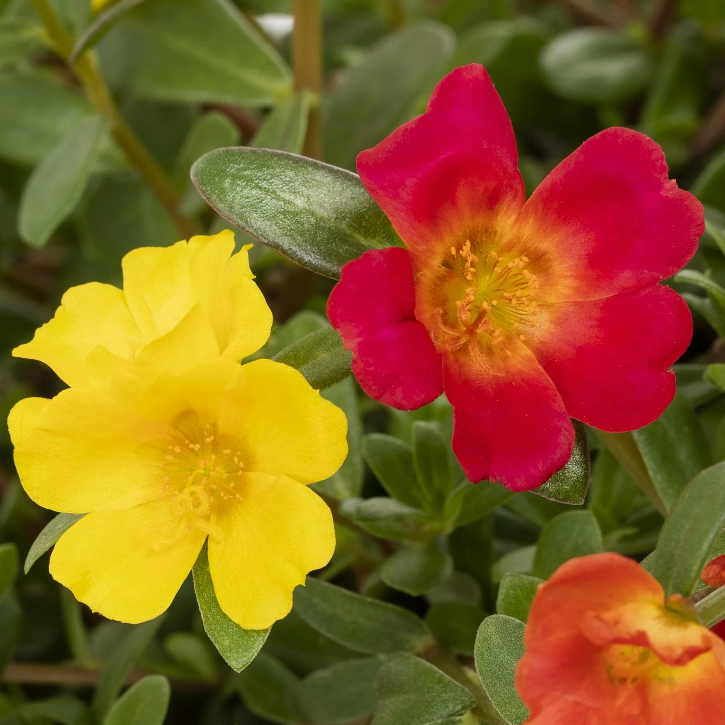 Purselane (Hanging Basket)