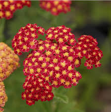 Achillea (1 Gallon)