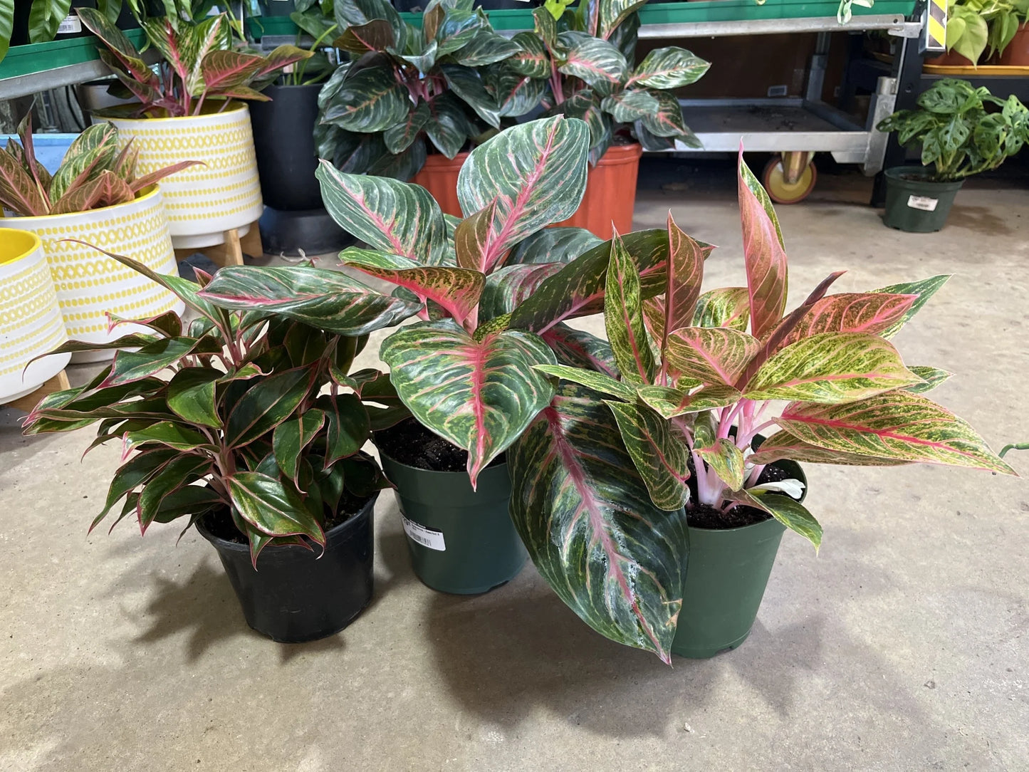 6" Aglaonema Assorted (14-20")