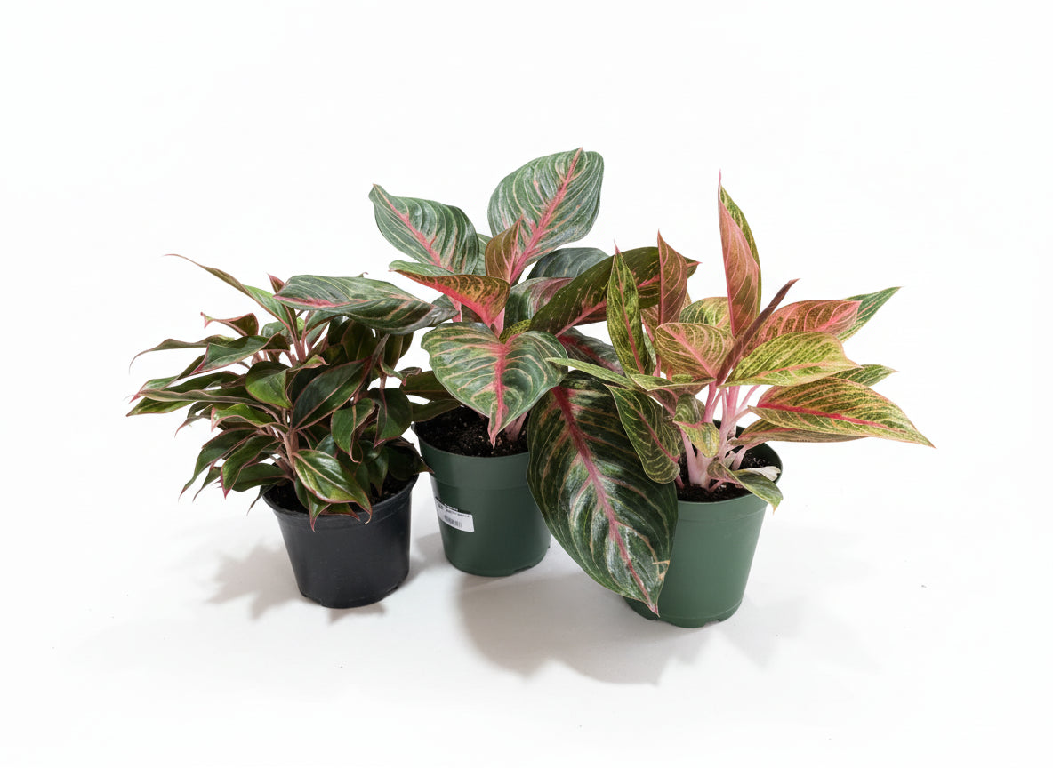 6" Aglaonema Assorted (14-20")