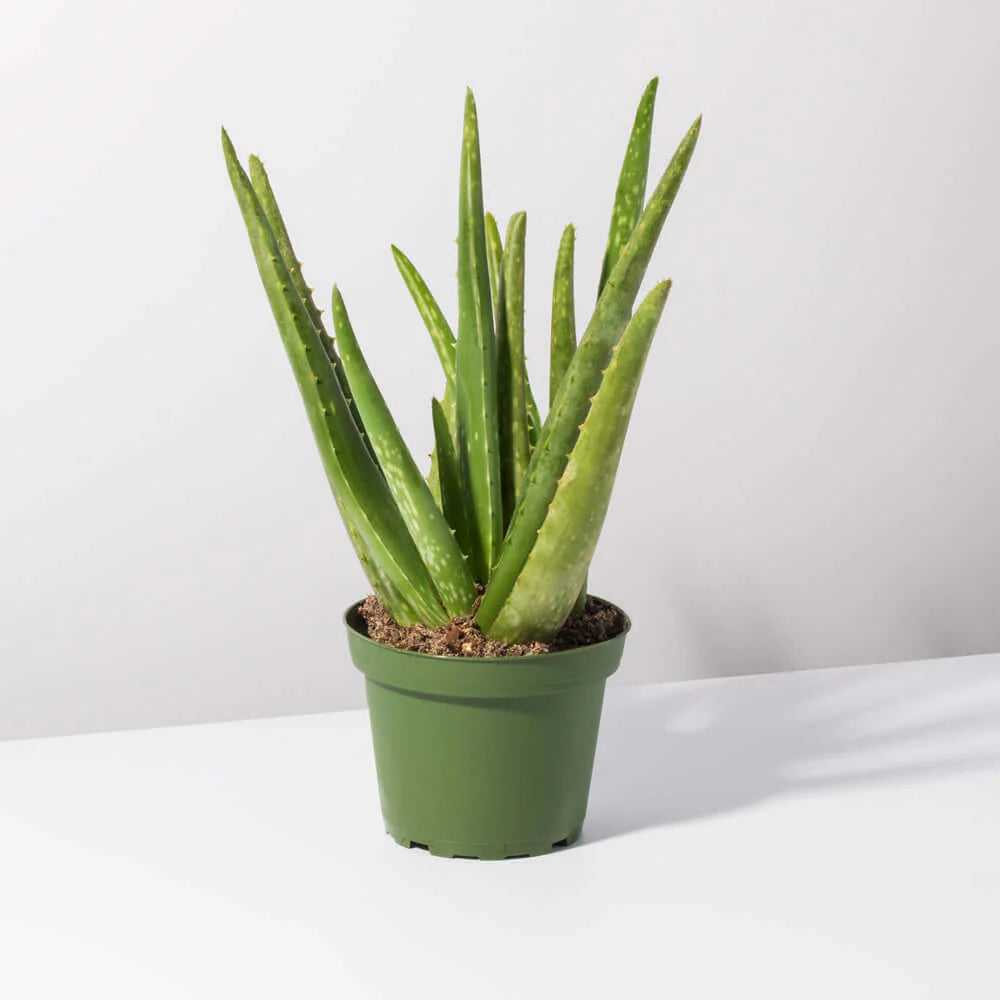 4 aloe vera plant Aloe Vera Succulent (4")