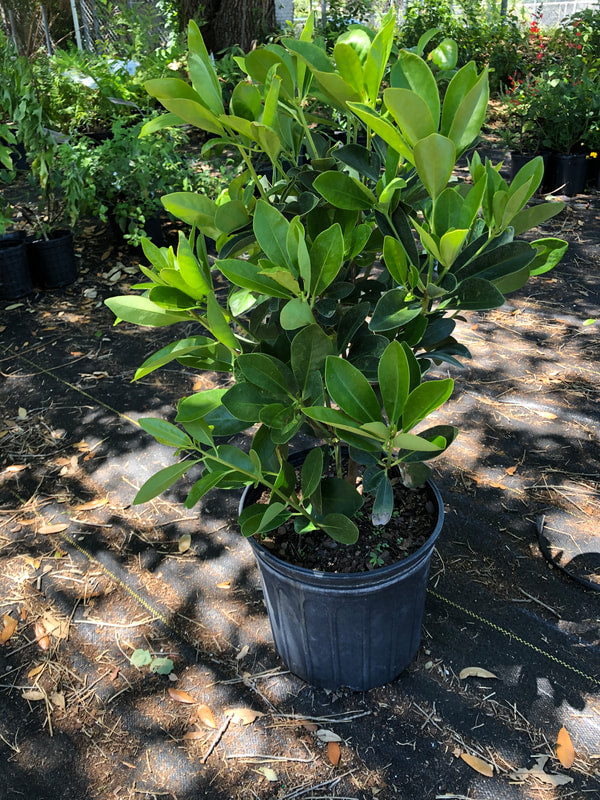 Anise (3 Gallon)