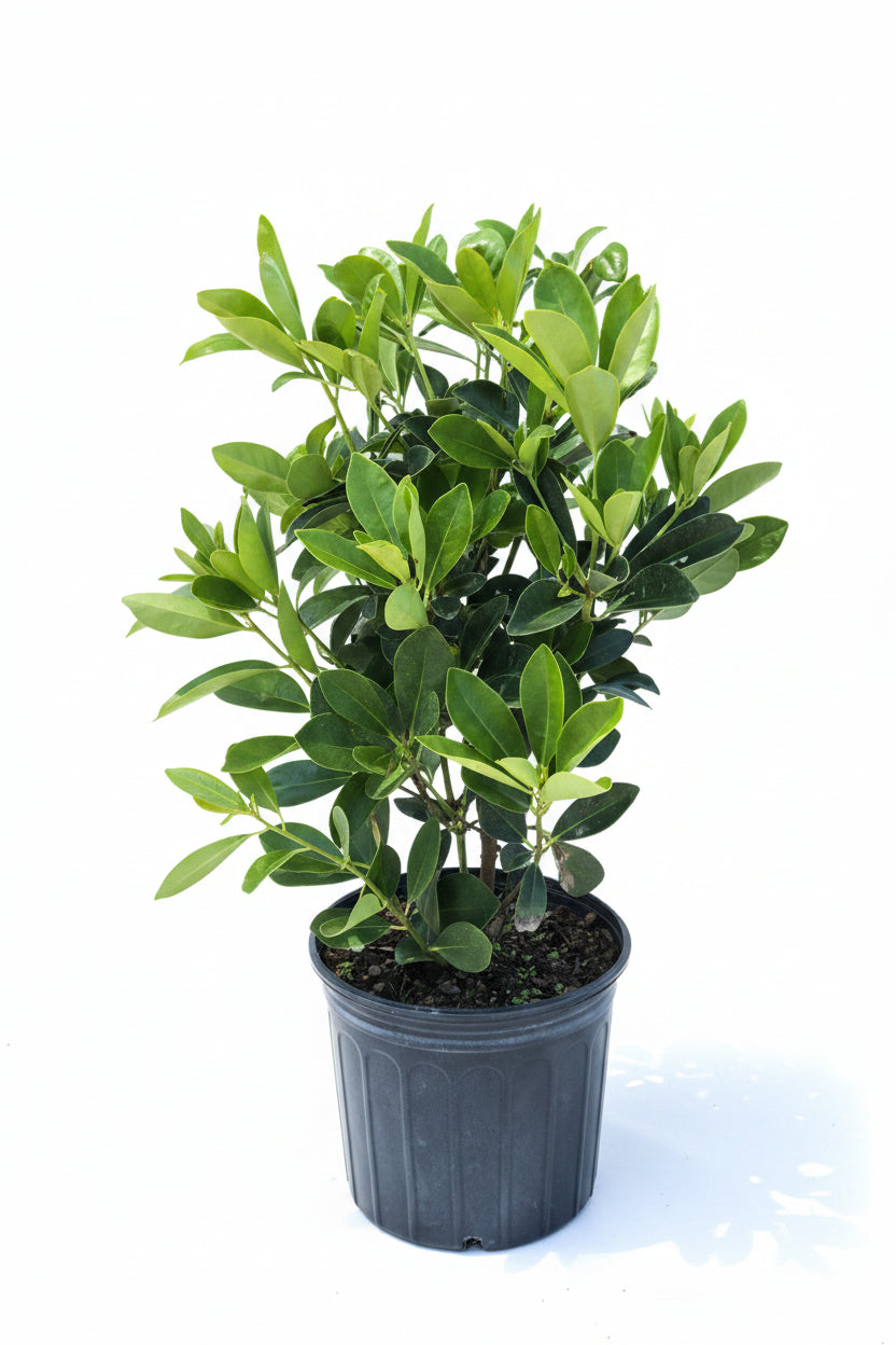 Forest Green Anise – 3 Gallon