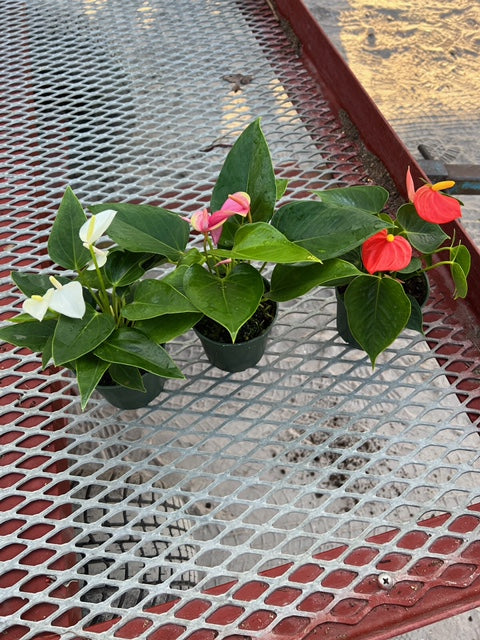 anthurium assorted 4" Anthurium Assorted