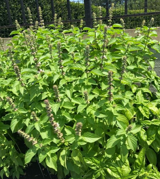 4” Lemon Basil Plant