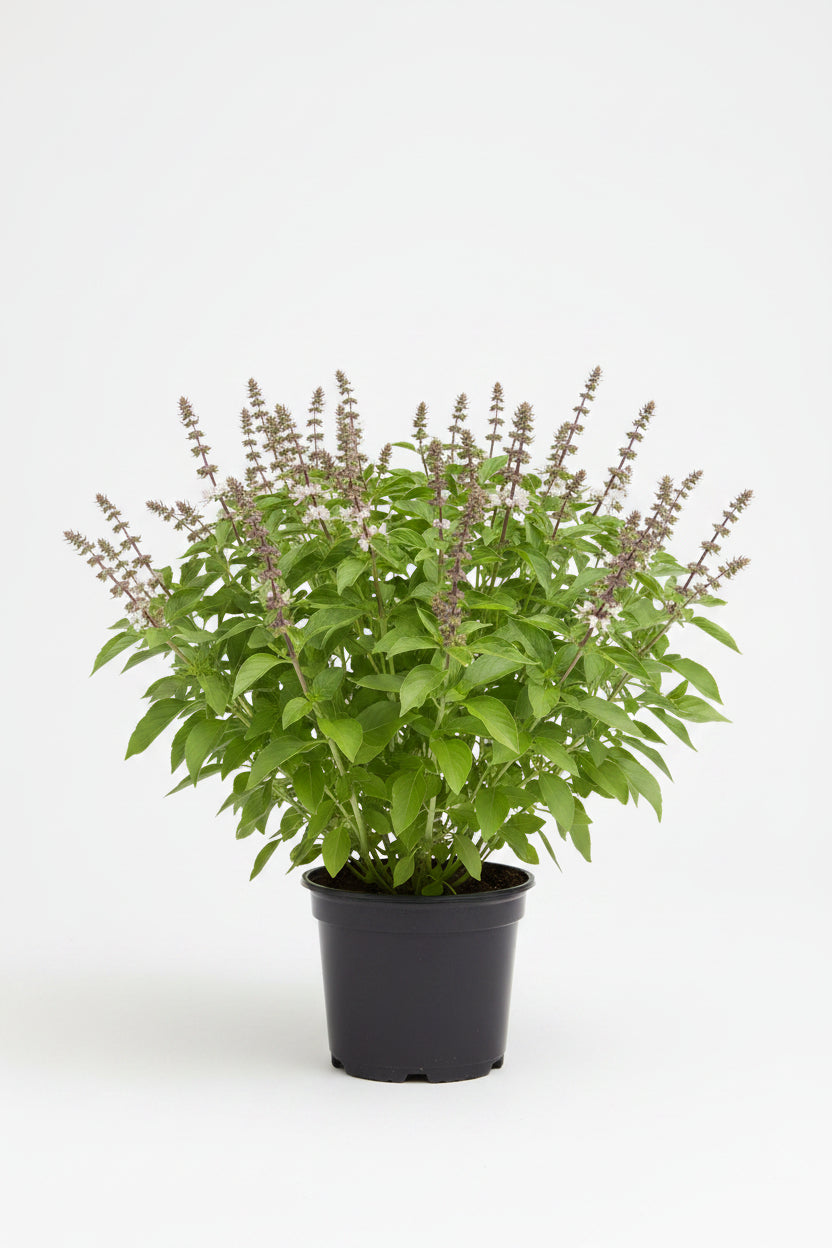 Lemon Basil Plant (4")