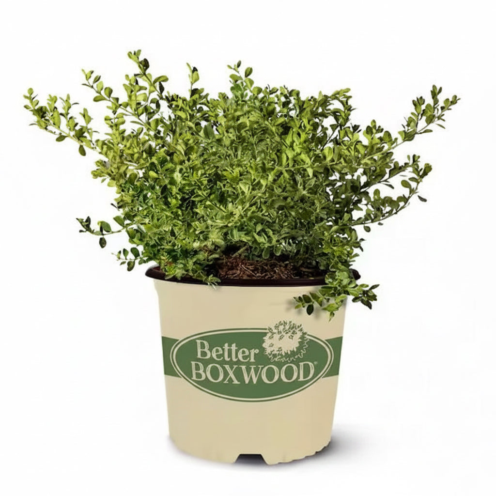 Better Boxwood® Babylon Beauty™ Boxwood – 1 Gallon