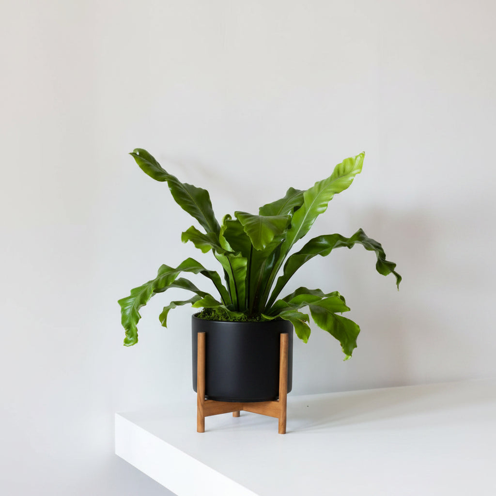 Victoria Bird’s Nest Fern (4.5")