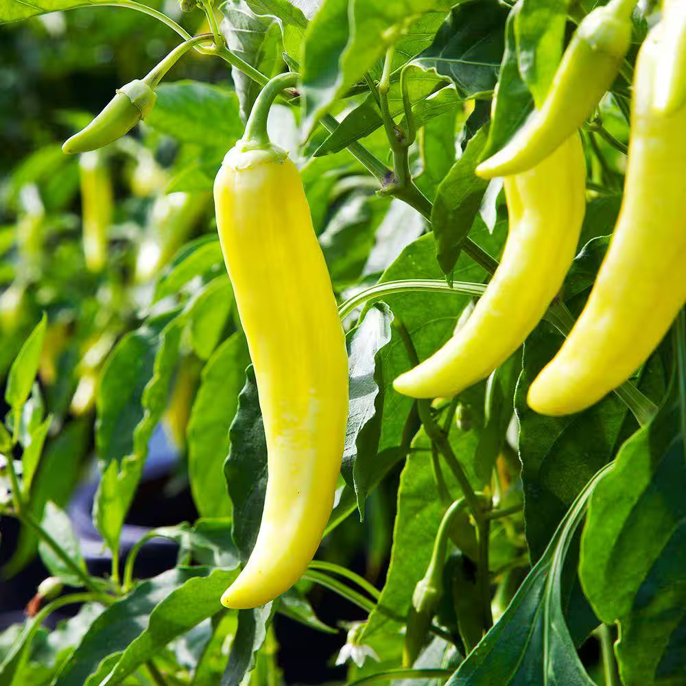 Sweet Banana Pepper Plants – Pack of 6