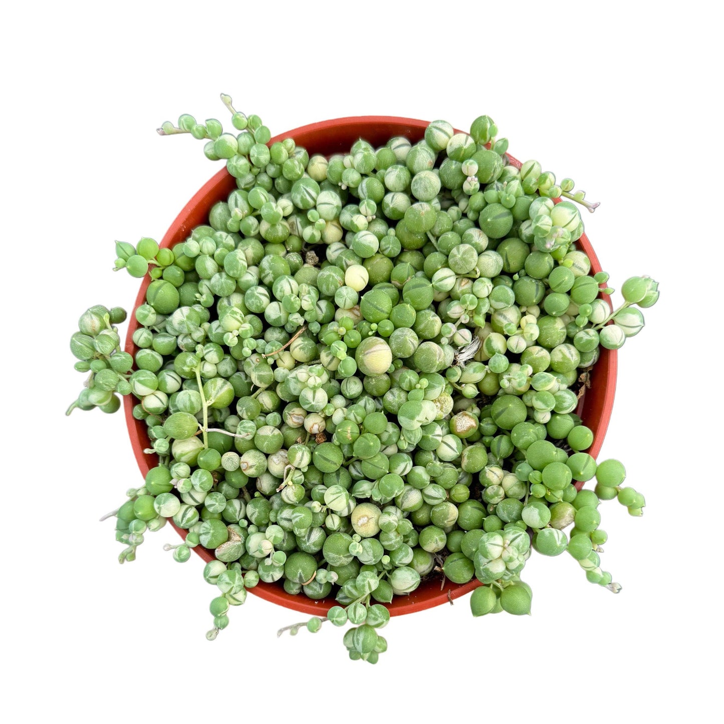 Variegated String of Pearls | 6 inch | Senecio rowleyanus variegata
