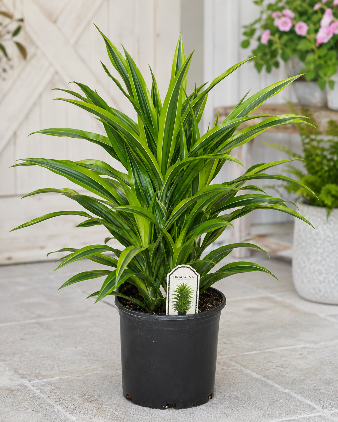 Draceana (1 gallon)