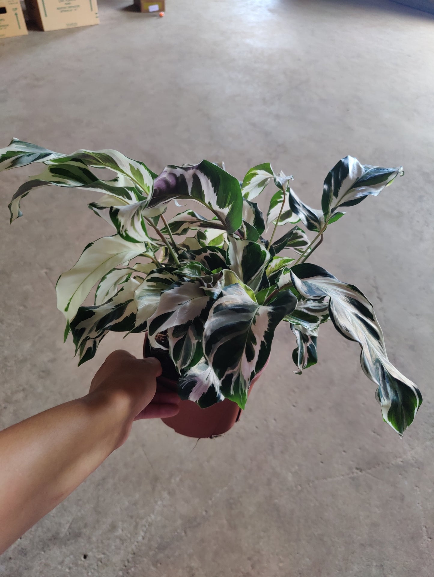 Calathea Stella (6")