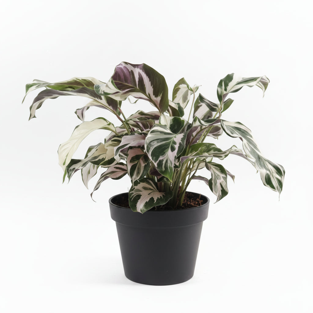 Calathea Stella (6")