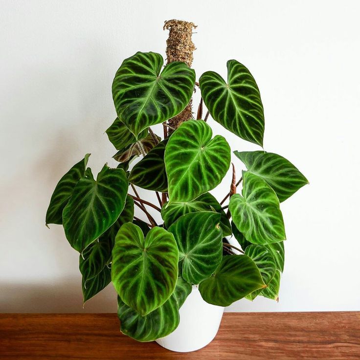 Philodendron Gloriosum on Moss Pole – 8" Pot