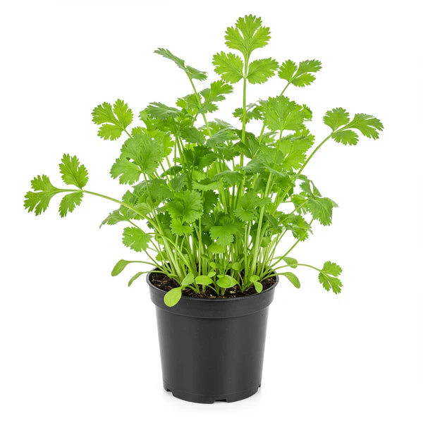 4” Cilantro Plant