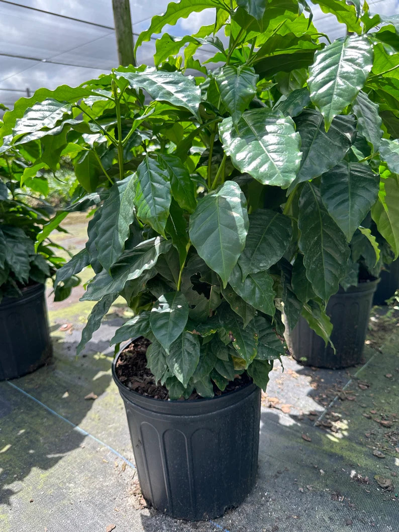 Arabica Coffee Tree (7 Gallon)