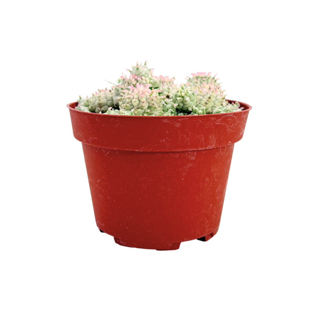 Variegated Corn Cob Cactus | 4 inch | Euphorbia mammillaris varigegata