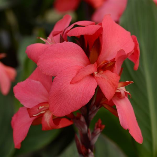 Canna Lily 'Cannova Rose' (1 Gallon)